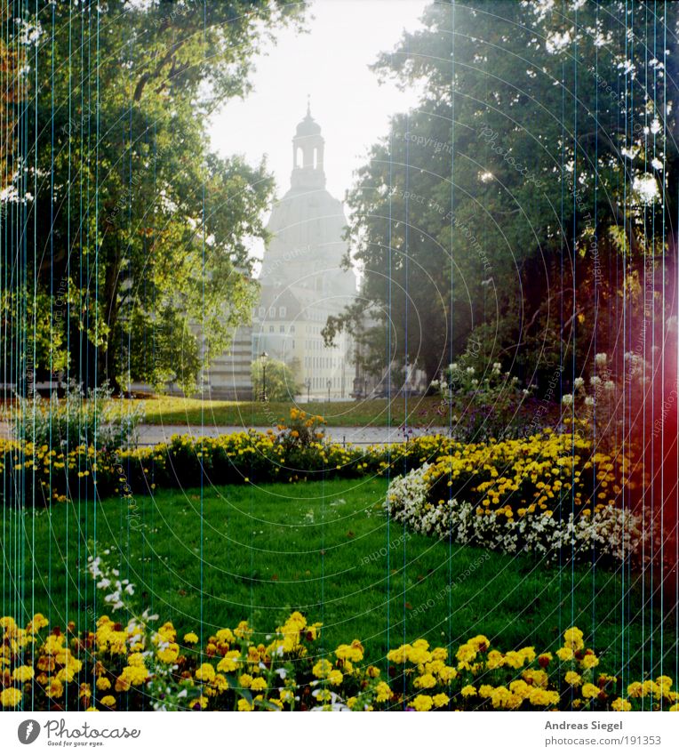 13./14. Februar - 65 Jahre später Umwelt Natur Landschaft Blume Gras Garten Park Dresden Stadt Stadtzentrum Altstadt Sehenswürdigkeit Wahrzeichen Denkmal