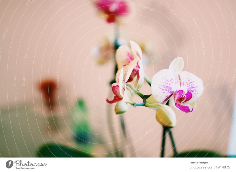 Orchidee Natur Pflanze Blume ästhetisch schön Blüte Orchideenblüte rosa weiß Dekoration & Verzierung fein zerbrechlich Schwache Tiefenschärfe Textfreiraum links