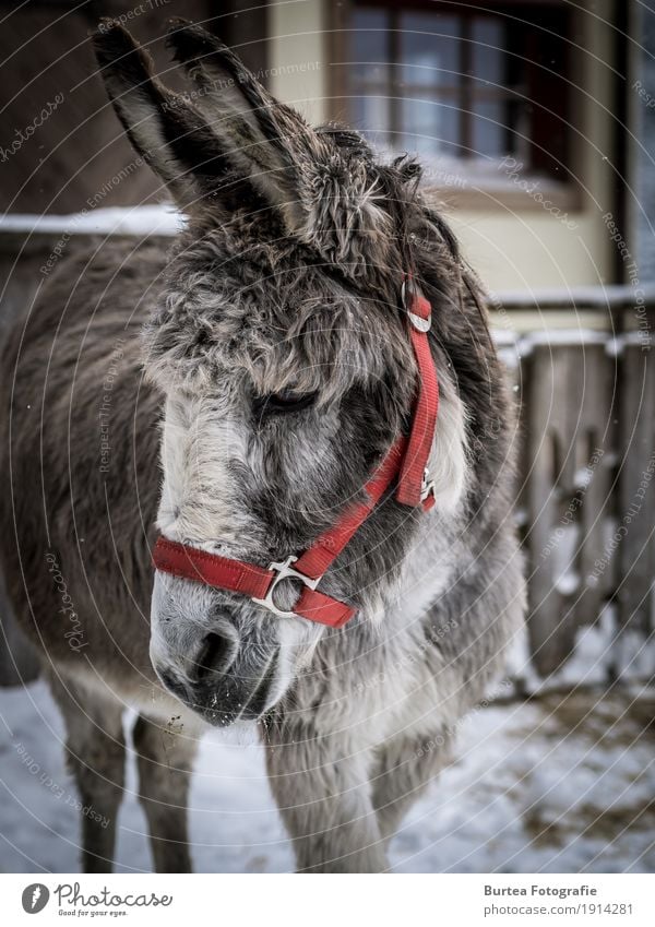 The old Grey Wellness Winter Tier Esel stehen alt grau rot 2017 Aiderbichl Henndorf Gnadenhof Burtea Fotografie Olympus Farbfoto Außenaufnahme Totale