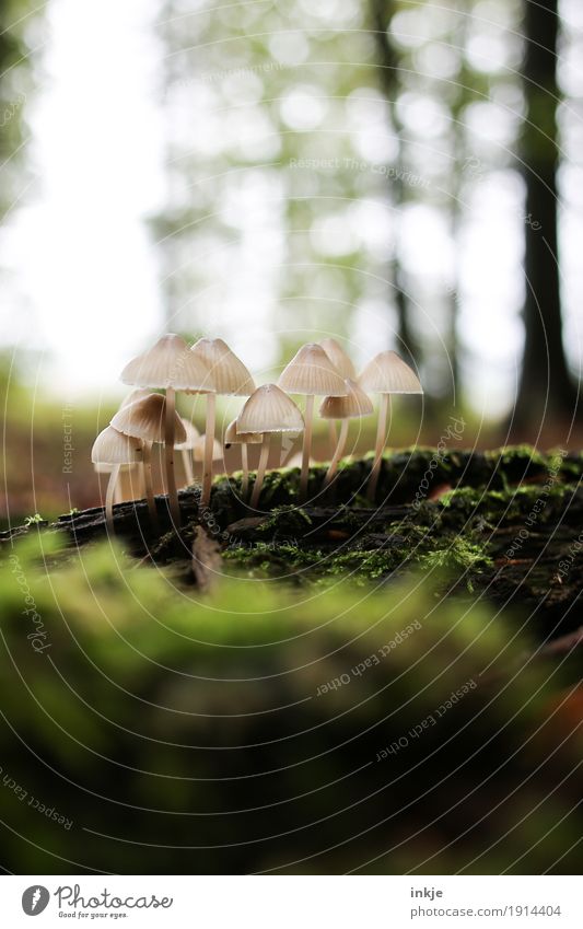 die wilden 13 Umwelt Natur Pflanze Tier Herbst Schönes Wetter Moos Wald Waldboden Pilz Wachstum mehrere Unschärfe beige ungenießbar Farbfoto Außenaufnahme