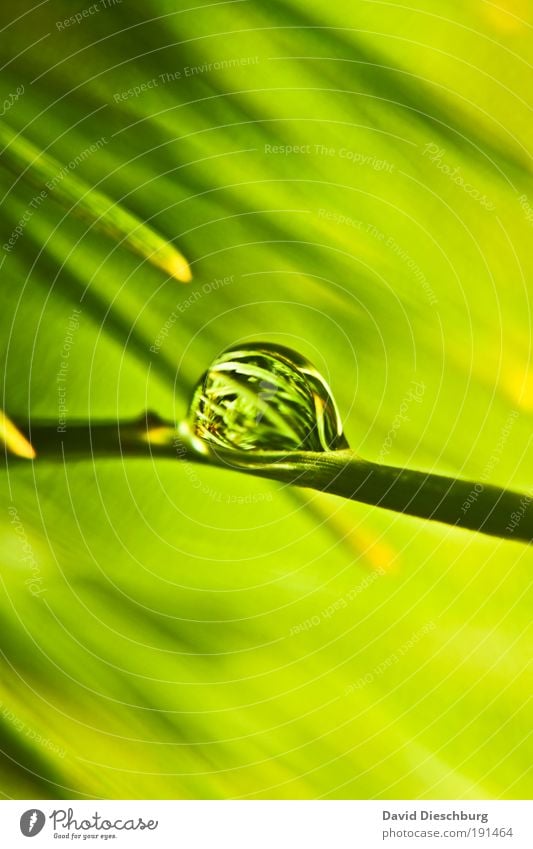 Green Pearl o'clock Leben harmonisch Natur Pflanze Wassertropfen Frühling Sommer Grünpflanze grün silber rund Oberflächenspannung Tau Farbfoto Außenaufnahme