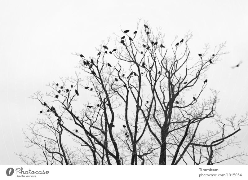 Hier schwirrt Lukow ab! Umwelt Natur Pflanze Tier Herbst Winter Baum Vogel Schwarm fliegen hocken warten einfach grau schwarz Schwarzweißfoto Ast kahl