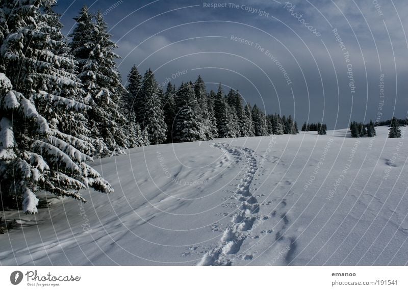 bergspuren Freizeit & Hobby Ausflug Abenteuer Freiheit Winter Schnee Berge u. Gebirge wandern Sport Wintersport Natur Landschaft Klima Schönes Wetter Baum