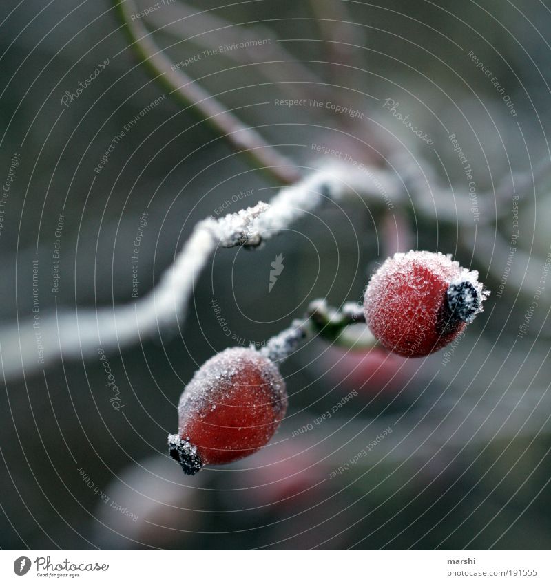 Frostige Früchtchen Natur Winter Wetter Pflanze kalt Unschärfe Hagebutten Frucht Eis Farbfoto Außenaufnahme