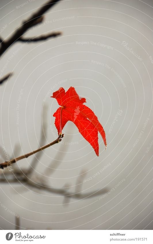 Last leaf standing Umwelt Natur Pflanze Herbst Klima Klimawandel schlechtes Wetter Blatt hängen einzigartig rebellisch trist rot Willensstärke Ausdauer Hoffnung