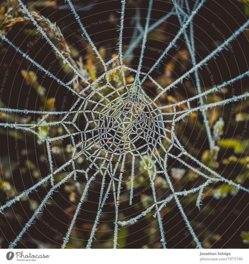Eisige Spinnweben II Winter Natur Pflanze Herbst Traurigkeit kalt Sorge Trauer Einsamkeit Mittelpunkt Surrealismus Vergänglichkeit Frost Jahreszeiten gefroren