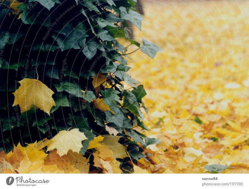 Herbst Herbstlaub Natur Baum Blatt Park Zufriedenheit ruhig gelb grün Efeu Ahorn Farbfoto Außenaufnahme Menschenleer Tag