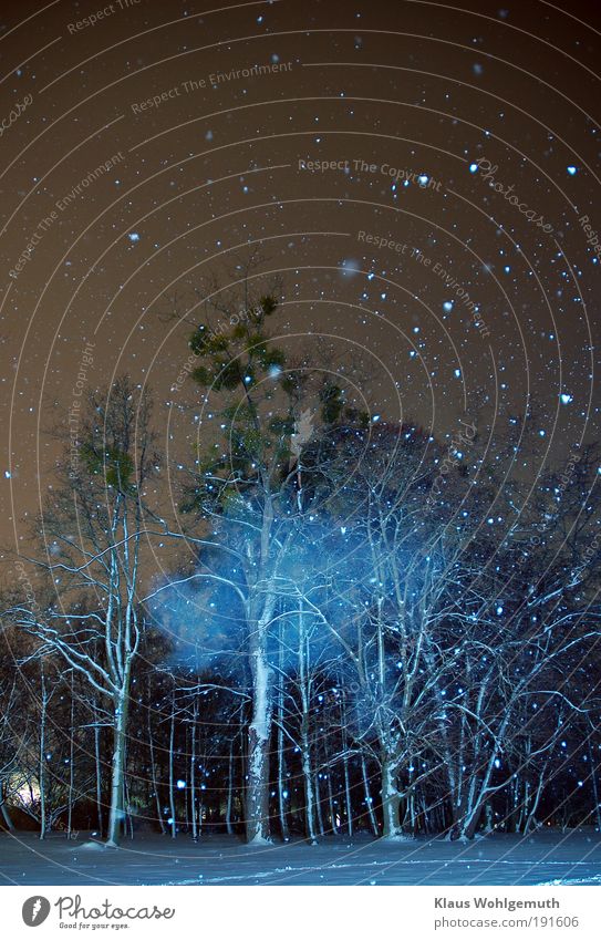 Es geschah um Mitternacht1 Nachthimmel Schnee Schneefall Baum Mistel Park blau weiß ruhig mystisch Farbfoto Außenaufnahme Experiment Menschenleer Kunstlicht