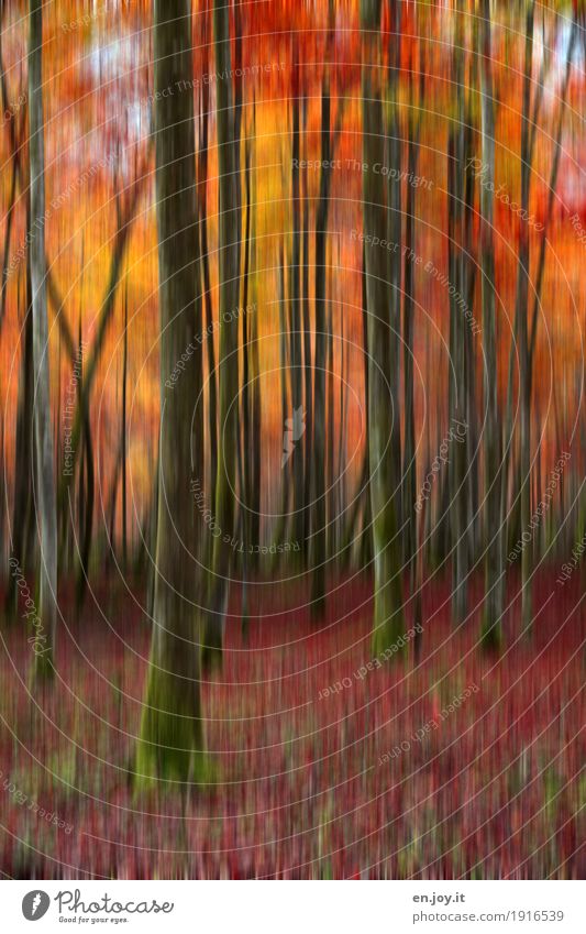 Waldbrand Natur Landschaft Pflanze Herbst Baum Baumstamm gelb orange rot Traurigkeit Trauer bizarr Surrealismus träumen Vergänglichkeit Irritation