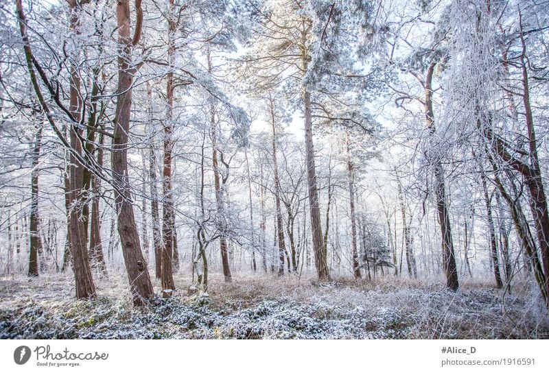 Winter Zauberwald Umwelt Natur Landschaft Klima Klimawandel Wetter Eis Frost Schnee Baum Wald waldlandschaft kalt natürlich blau weiß Märchenwald