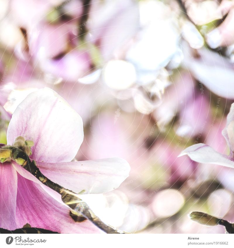 ich mag nolien Pflanze Frühling Blüte Magnolienblüte Magnoliengewächse Blühend rosa weiß Lebensfreude Frühlingsgefühle Warmherzigkeit Romantik Farbfoto