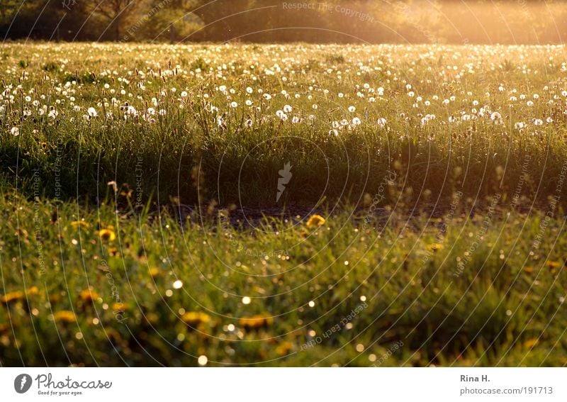 PusteBlumenWiese Umwelt Natur Landschaft Pflanze Sonnenlicht Frühling Feld Blühend leuchten authentisch gelb gold grün Gefühle Glück Zufriedenheit Lebensfreude