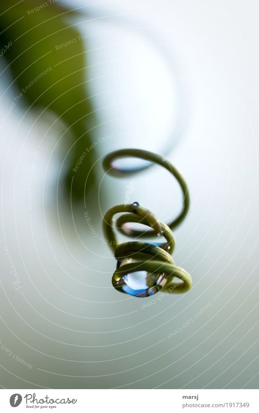 Gut abgehangen, dieser Wassertropfen Leben harmonisch Zufriedenheit Natur Pflanze Sproßranke Ranke Spirale drehen hängen dünn authentisch einfach glänzend kalt