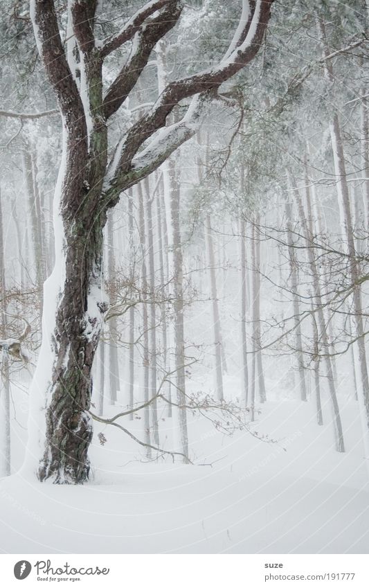 Neuschnee Umwelt Natur Landschaft Pflanze Urelemente Winter Klima Wetter Sturm Nebel Eis Frost Schnee Baum Wald kalt weiß Stimmung Traurigkeit Einsamkeit