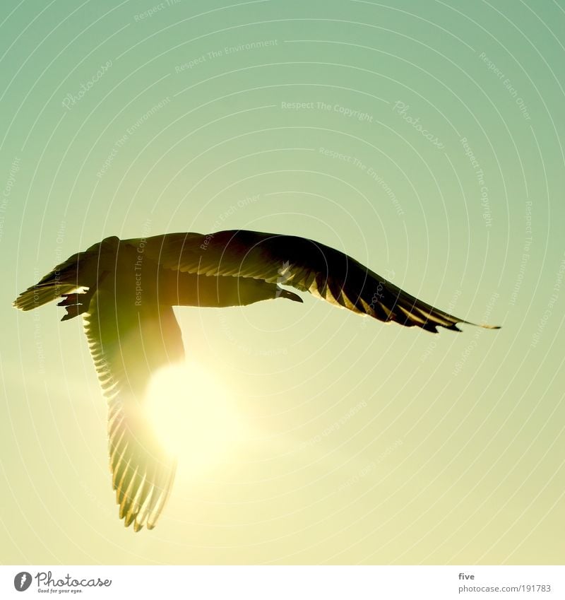 freiheit Natur Himmel Wolkenloser Himmel Sonne Tier Vogel Flügel Möwe 1 entdecken fliegen Unendlichkeit Zufriedenheit ruhig Fernweh Freiheit Farbfoto