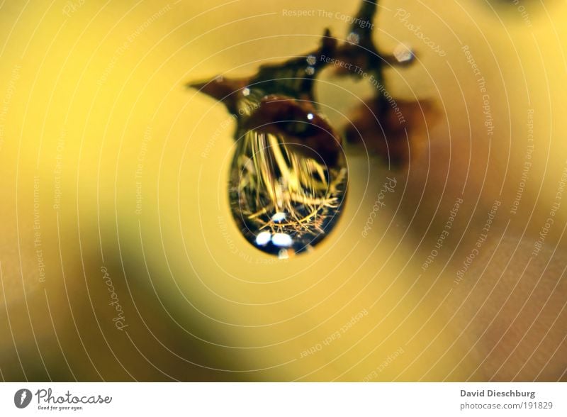 Perle der Natur Leben Pflanze Wassertropfen Herbst gelb silber Tau nass Farbfoto Nahaufnahme Detailaufnahme Makroaufnahme Strukturen & Formen Tag Licht Schatten