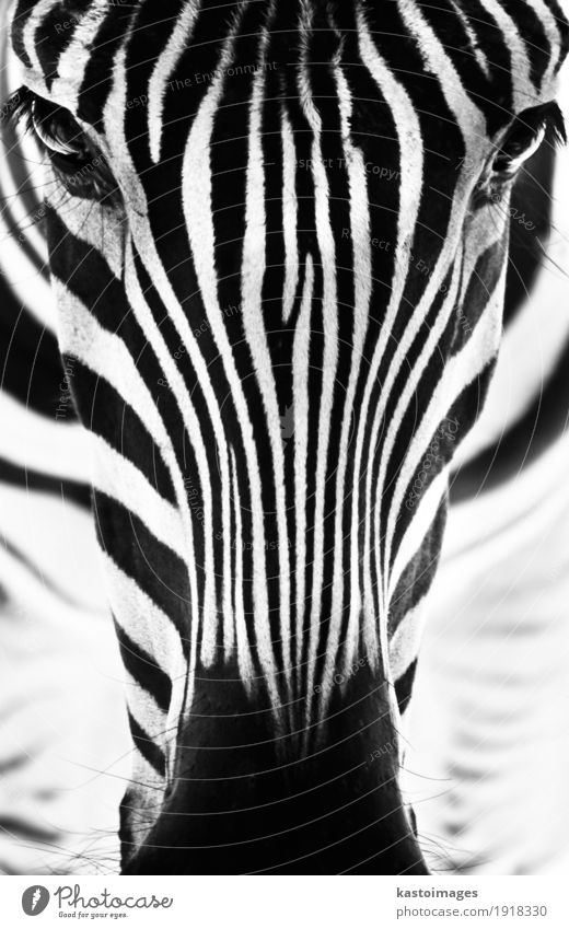 Porträt eines Zebras. Schwarz und weiß. schön Zoo Umwelt Natur Tier Park Tiergesicht 1 Streifen stehen hell klein wild schwarz Säugetier Afrikanisch Wildnis