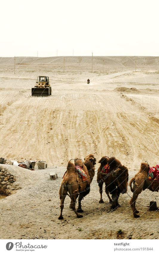 zweieinhalb kamele Straßenbau Umwelt Natur Erde Sand Wüste Verkehrswege Tier Nutztier Kamel 3 Tiergruppe warten exotisch Bagger Baufahrzeug Gobi China Farbfoto