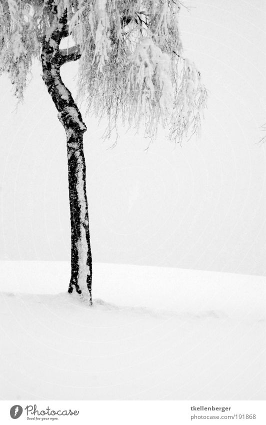 winter never ends IV Natur Pflanze Wolken Winter Klima Nebel Eis Frost Schnee Baum Birke Park frieren stehen warten dünn frei kalt grau schwarz Erholung ruhig