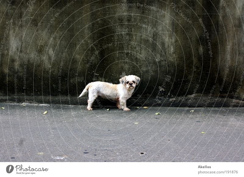Hund vor Wand Tier Haustier Fell Neugier Traurigkeit Sehnsucht Einsamkeit Dog Hundeblick Farbfoto Außenaufnahme Tag Kontrast Straßenhund