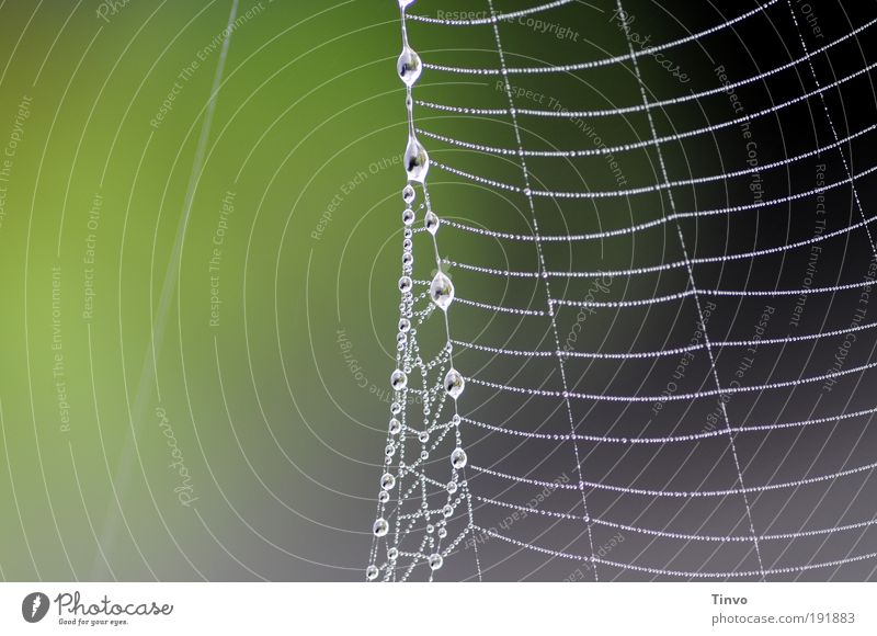 am seidenen Faden Umwelt Natur Wassertropfen grau grün Perlenkette Tautropfen Netz Netzwerk Leiter Klettern Fangnetz fangen Spinnennetz zart hauchdünn