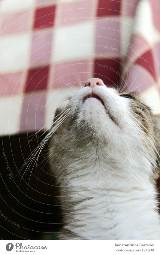 bitte noch ein Stückchen! Tier Haustier Katze Hauskatze 1 füttern nah Nase Hals Appetit & Hunger betteln Miau strecken warten Schnurrhaar Geruch Fell Farbfoto