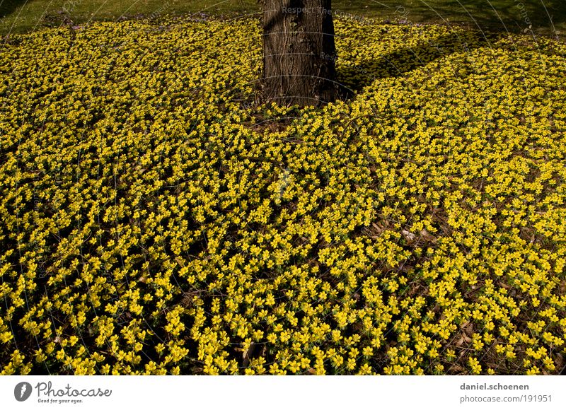 ohne Worte Natur Pflanze Frühling Blume Blüte gelb Wachstum Baum Baumstamm viele
