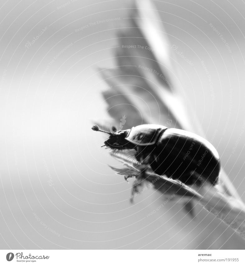 Chill Out Zone Natur Tier Käfer 1 Erholung sitzen schwarz weiß Stimmung Blatt Schwarzweißfoto Außenaufnahme Nahaufnahme Makroaufnahme Textfreiraum links Tag