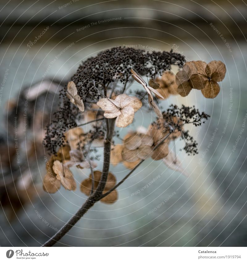 Welke Hortensie im Winter Natur Pflanze Blüte Garten verblüht ästhetisch trocken braun schwarz türkis Jahreszeiten Zyklus innovativ Nostalgie