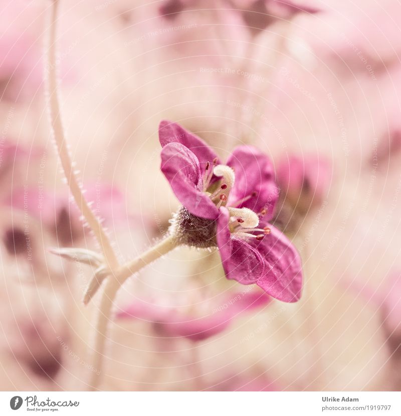 Kleine rosa Blüte Natur Pflanze Sommer Schönes Wetter Blume exotisch Garten Park Blühend schön Wärme wild weich ruhig Blütenstempel Blütenblatt Ulrike Adam