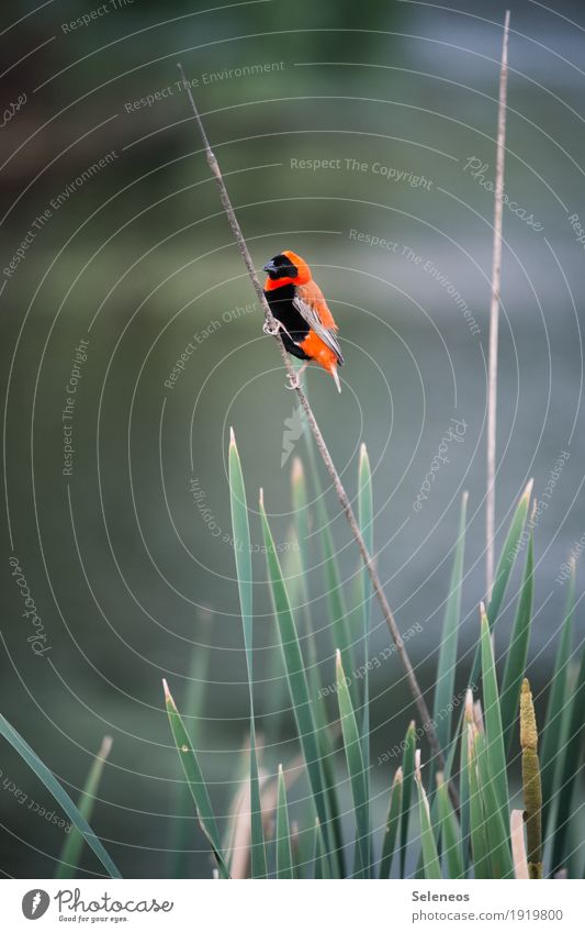 Southern Red Bishop Birding Ferien & Urlaub & Reisen Ausflug Ferne Sommer Umwelt Natur Schilfrohr Seeufer Teich Tier Wildtier Vogel Tiergesicht Flügel 1