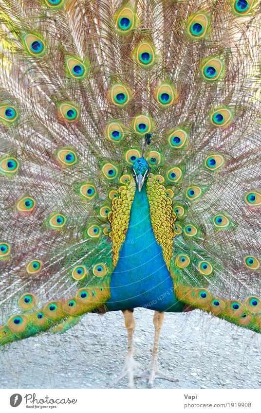 Blauer Pfau Tier Wildtier Vogel blau gelb grün Farbe Leitwerke Auge Indien Eröffnung Nationalitäten u. Ethnien tropisch bürstend parken Feder inländisch Fasan