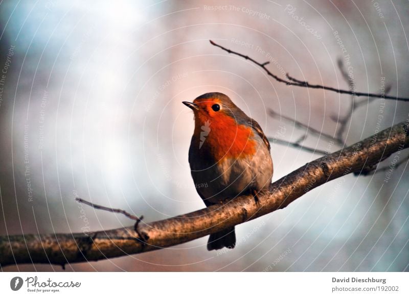 Hey, wer bist du denn? Natur Pflanze Tier Frühling Sommer Herbst Winter Schönes Wetter Baum Garten Park Urwald Wildtier Vogel 1 blau schwarz weiß orange