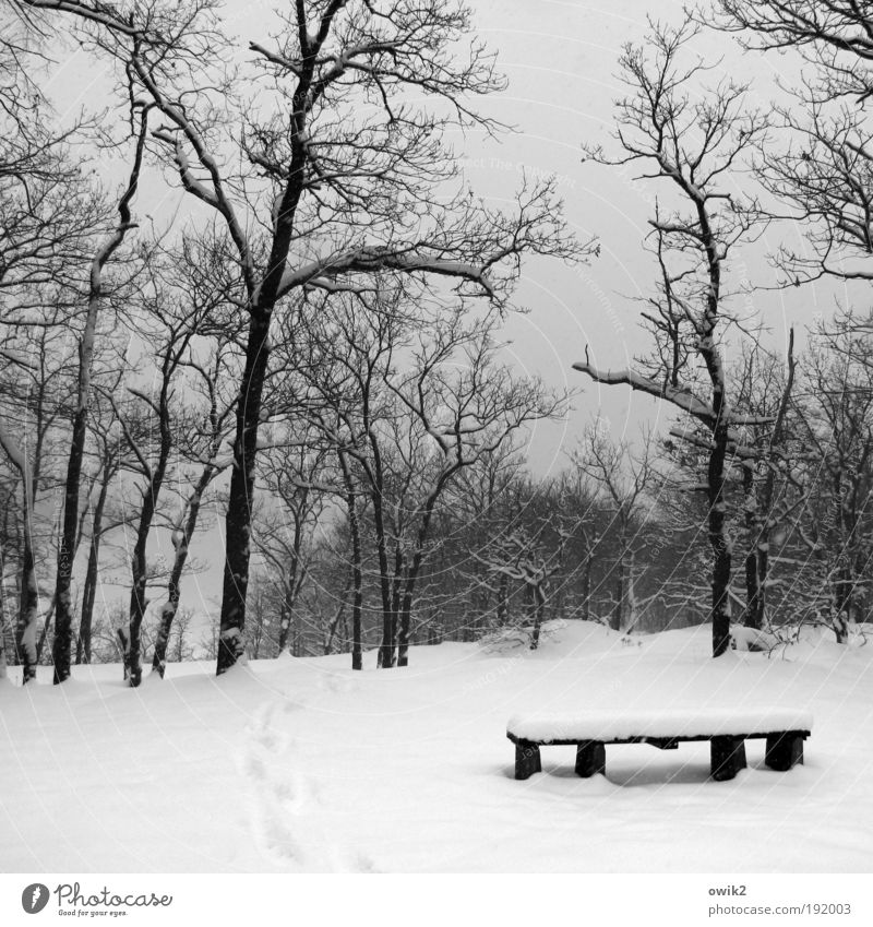Winter wunschlos Schnee Winterurlaub wandern Umwelt Natur Landschaft Urelemente Himmel Klima Wetter Schönes Wetter Eis Frost Park Wald Bank Sitzgelegenheit