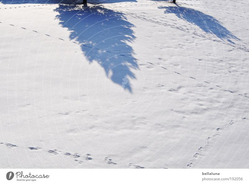 Das Winterende wirft seine Schatten voraus. Umwelt Natur Landschaft Klima Wetter Schönes Wetter Eis Frost Schnee Baum kalt Tanne Spuren Fährte Farbfoto