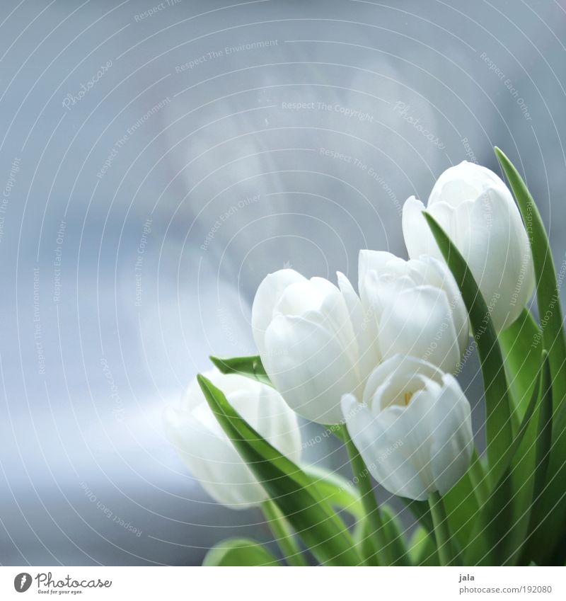 bisschen frühling am fenster Pflanze Blume Tulpe Duft genießen ästhetisch schön weiß Glas Glasscheibe Grünpflanze Blüte Blatt Frühling Farbfoto Innenaufnahme