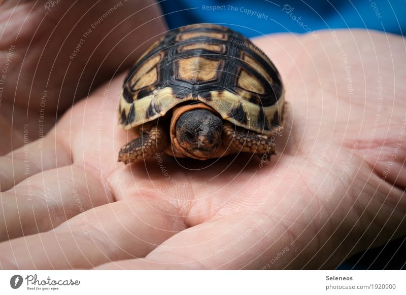 Knutschkugel Hand Finger Natur Wildtier Tiergesicht Schildkröte Schildkrötenpanzer 1 klein nah natürlich Nahaufnahme Makroaufnahme zutraulich Neugier Farbfoto