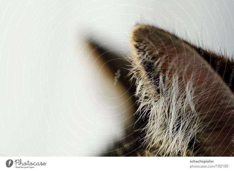 Horch! Katze Hauskatze europäisch Kurzhaar 1 Tier achtsam Wachsamkeit ruhig Haare Ohren Europaeisch Kater Farbfoto Nahaufnahme Detailaufnahme Makroaufnahme
