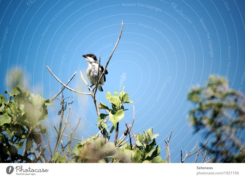 Common Fiscal Freiheit Sommer Sonne Umwelt Natur Himmel Wolkenloser Himmel Schönes Wetter Pflanze Sträucher Blatt Geäst Garten Park Tier Wildtier Vogel