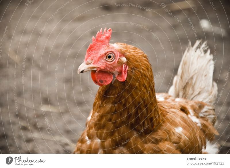 .. put . put .. put ... Lebensmittel Ei Braten Hühnersuppe Ernährung Bioprodukte Natur Landschaft Erde Garten Tier Haustier Nutztier Vogel Tiergesicht Flügel