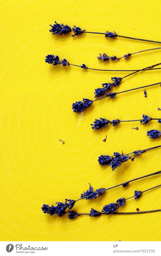 Lavendel Strohhalme auf gelbem Hintergrund Lifestyle Stil Design Freude Medikament Wellness Leben harmonisch Wohlgefühl Zufriedenheit Sinnesorgane Erholung