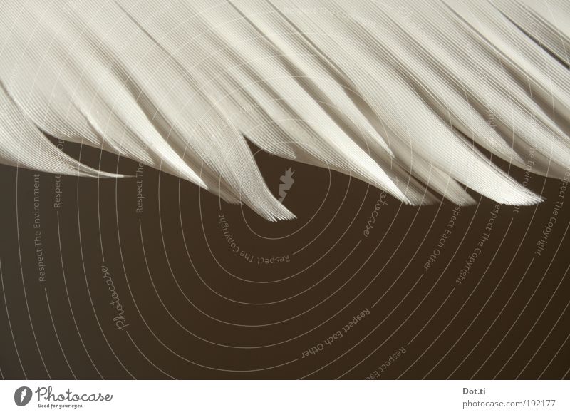 Feder Tier Vogel weiß ästhetisch Hintergrundbild Farbfoto Gedeckte Farben Innenaufnahme Detailaufnahme Strukturen & Formen Menschenleer Textfreiraum unten