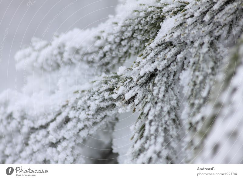 Bis zum nächsten Mal, lieber Winter! Umwelt Natur Pflanze schlechtes Wetter Eis Frost Schnee Baum kalt Raureif Tanne Tannenzweig Kiefer Nadelbaum
