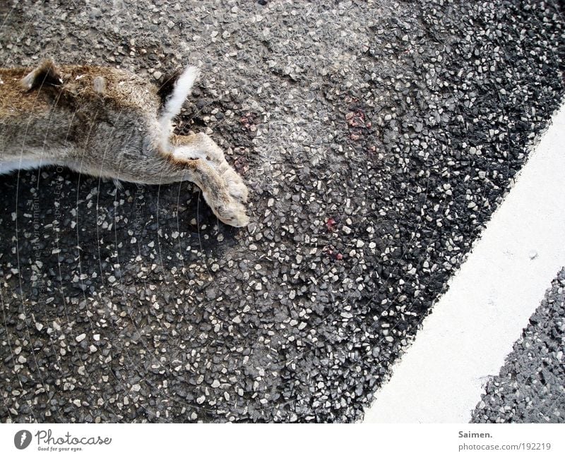 tot Verkehr Straßenverkehr Verkehrsunfall Tier Wildtier Totes Tier Fell Pfote Hase & Kaninchen 1 liegen Mitgefühl Trauer Tod Ekel Schmerz Vergänglichkeit