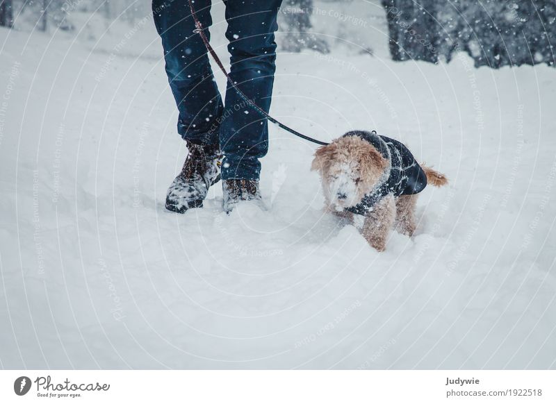 Schnee, überall Schnee! Winter Winterurlaub Beine Umwelt Natur Klima Eis Frost Schneefall Wald Tier Haustier Hund Pudel Zwegpudel festhalten kämpfen wandern