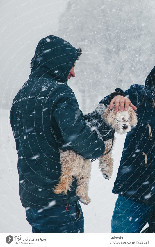 Kleiner Hund blind vor Schnee Umwelt Natur Winter Klima Klimawandel Schönes Wetter Unwetter Sturm Eis Frost Schneefall Tier Haustier Pudel Zwegpudel Schoßhund
