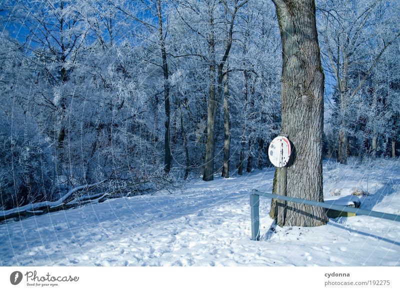 Winterwunderland Ausflug Freiheit Winterurlaub wandern Umwelt Natur Landschaft Eis Frost Schnee Baum Wald Bewegung Einsamkeit Erholung geheimnisvoll Idylle