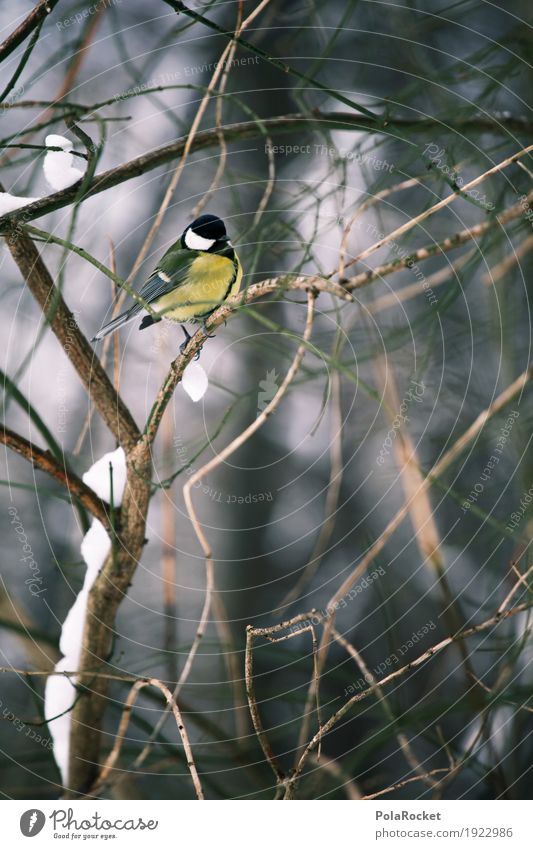 #A# DU HAST JA NE Kunst Natur Meisen Kohlmeise Zweige u. Äste Wald Vogel Vogelperspektive Winter Idylle sitzen kalt gefiedert Feder friedlich Schüchternheit
