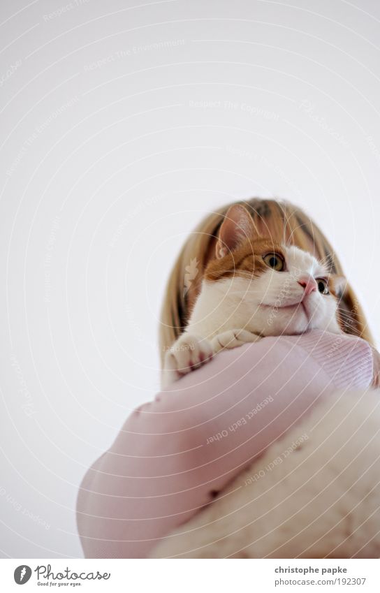 ...Have a Kit-Cat Mensch feminin Frau Erwachsene Haustier Katze Tiergesicht tragen frech kuschlig nah Neugier niedlich Zufriedenheit Nervosität Schüchternheit