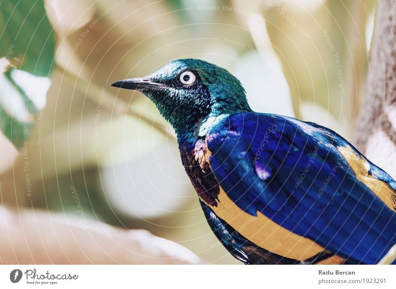 Goldenes Breasted Starling-Vogel-Porträt exotisch Natur Tier Sommer Baum Wald Wildtier Tiergesicht Flügel 1 beobachten Blick stehen hell schön niedlich blau